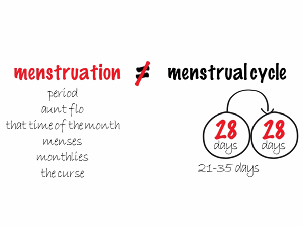phases-of-menstrual-cycle