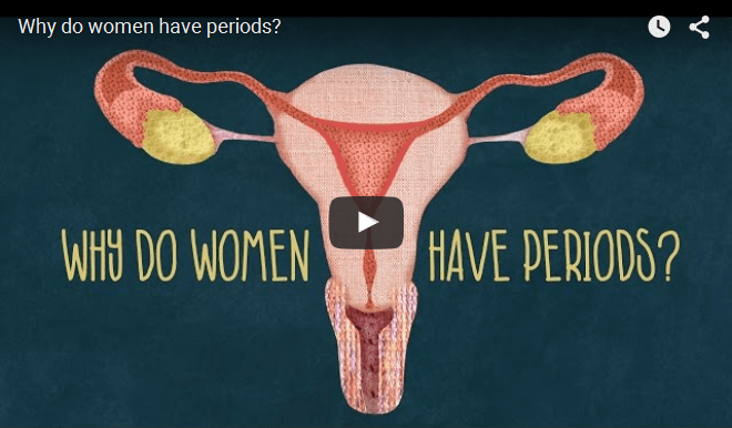 why do women have periods