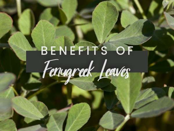 benefits-of-fenugreek-leaves-on-womens-health