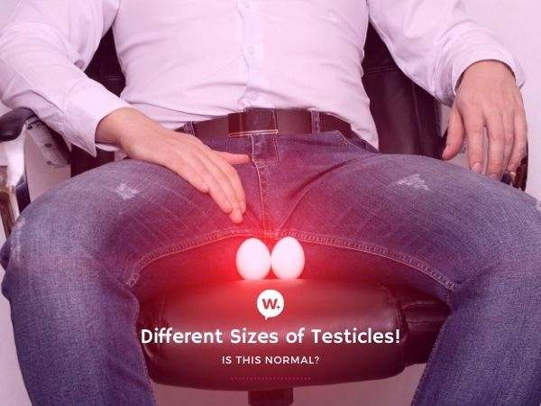 What does one testicle look like